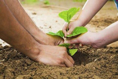 बिहार में अपनी जमीन पर लगाइये 200 पौधे, सरकार देगी चापाकल